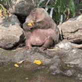 marajtwt fat monkey eating eat