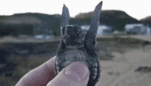 turtle waving baby turtle