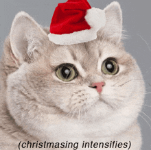Cat Cat Meme GIF - Cat Cat Meme Christmas GIFs