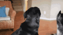 For More Funny Gifs Follow : Wow-animals GIF - Dogs Cute Black GIFs