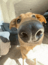 a close up of a brown dog 's nose looking at the camera