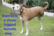 Karma Three Legged Female Dog With Rabies GIF - Karma Three Legged Female Dog With Rabies Dogs GIFs