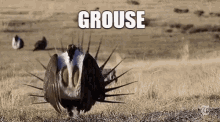 Grouse Bird GIF - Grouse Bird Impact GIFs