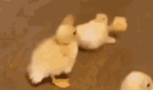 Duck Duckling GIF - Duck Duckling Breakdance GIFs