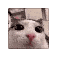 a cat with a pink nose is looking at the camera .