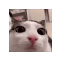a cat with a pink nose is looking at the camera .