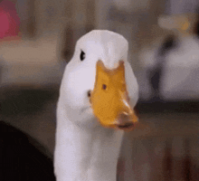 Aflac Duck Nodding GIF - Aflac Duck Nodding Side Eye GIFs