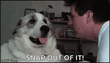 Dog Slap GIF - Dog Slap GIFs