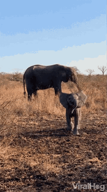 Baby Elephant Charges Warning GIF - Baby Elephant Charges Warning Come At Me GIFs