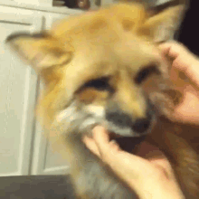 fox petting rubbing ears