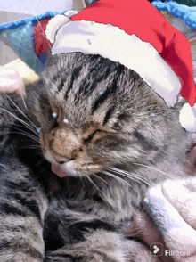 a cat wearing a santa hat is laying on a bed