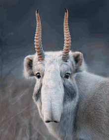 Antilope De Saiga GIF - Antilope De Saiga GIFs