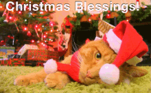 Christmas Blessings Orange GIF - Christmas Blessings Orange Cat GIFs