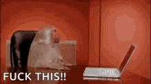 Office Monkey Fuck This GIF - Office Monkey Fuck This Laptop GIFs