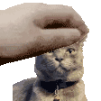 a person is petting a cat 's head with their finger .