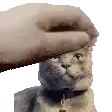 a person is petting a cat 's head with their finger .