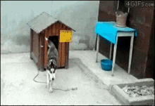 Dog House GIF - Dogs Cat Threesome GIFs