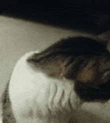 a close up of a cat 's head with a blurred background