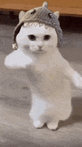 a white cat wearing a shark hat is standing on its hind legs and giving a thumbs up .