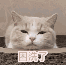 Tired Pussy GIF - Tired Pussy Sleepy GIFs