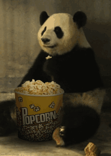 Panda Eating Popcorn GIF - Popcorn Panda Eating GIFs