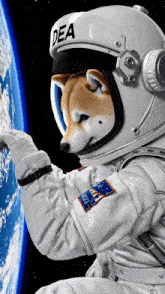 a dog wearing a helmet that says dea is looking at the earth