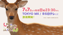 My Deer Friend Nokotan Shikanoko Nokonoko Koshitantan GIF - My Deer Friend Nokotan Shikanoko Nokonoko Koshitantan Elk GIFs