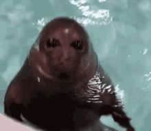 Seal Babyseal GIF - Seal Babyseal Schrodingersbabyseal GIFs