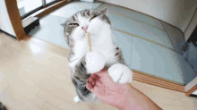 a cat with its eyes closed eating a stick from a person 's hand