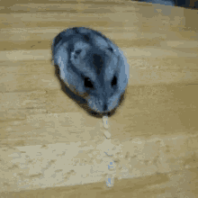 hamster eating cute