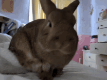 Bunny Scratching Head GIF