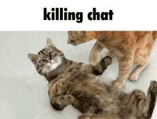 Cat Revive Killing Chat GIF - Cat Revive Killing Chat Reviving Chat GIFs