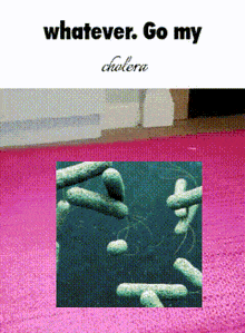 a picture of cholera bacteria on a pink rug