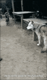 a husky dog is standing next to a bench in the dirt .