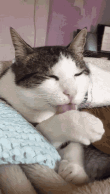 Gevrek Cat GIF - Gevrek Cat Cleaning GIFs