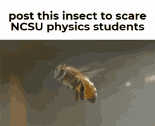 Ncsu Bee GIF - Ncsu Bee Physics GIFs