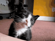 眠い　猫　ねこ GIF - Cat GIFs