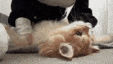 a person is petting a cat laying on its back .
