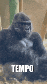 a gorilla sits in the grass with the word tempo written below it