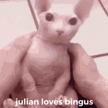 Julian Loves GIF - Julian Loves Bingus GIFs