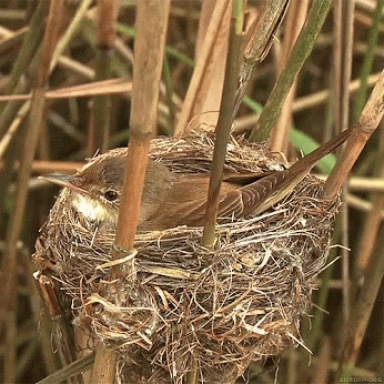 Bird Nest GIFs | Tenor