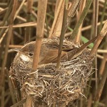 Nesting Birds GIF