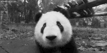 Pandita GIF - Pandita Panda GIFs