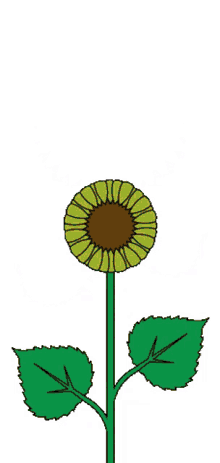 spinning sunflower