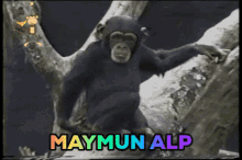 Maymun Alp Alp GIF