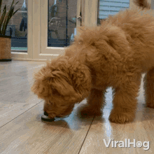 playing with food viralhog smelling food dog checking food