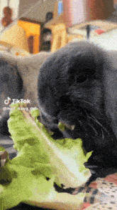 a rabbit eating a leaf of lettuce from a plate