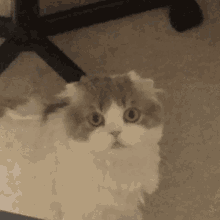 Cat Stare GIF - Cat Stare Cute GIFs
