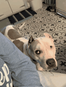 Really Dogs GIF - Really Dogs GIFs