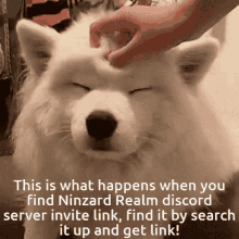 ninzard realm discord server find the invite dog happy